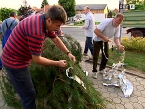 srebrni bor.(slika:ORF) srebrni bor.(slika:ORF)
