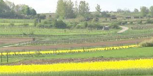 Staza naseljenja Poljanci. (slika: ORF)